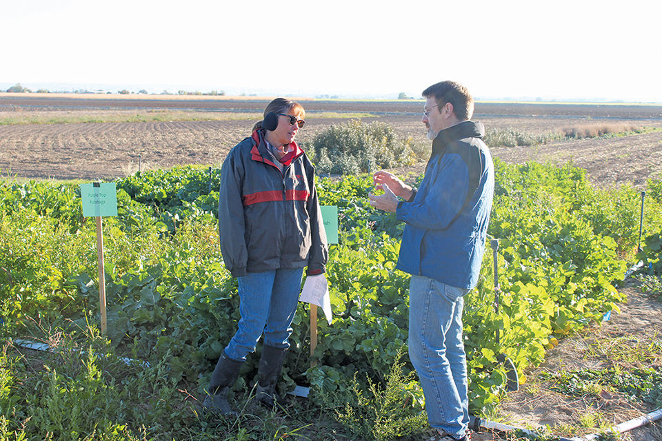 Cover crops being grown at the Experiment Station